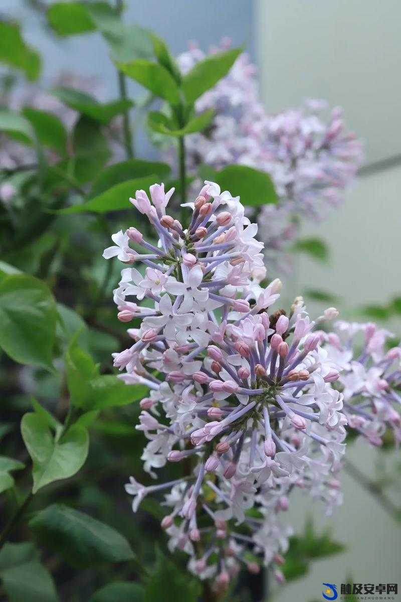 丁香花高清在线观看完整版：带你领略绝美花韵