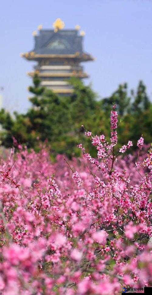 春暖花开论坛：探索美好交流分享的温馨家园