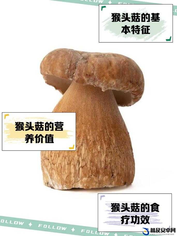 精产国品一二三产区蘑菇视频：探秘神奇蘑菇的产地与特色