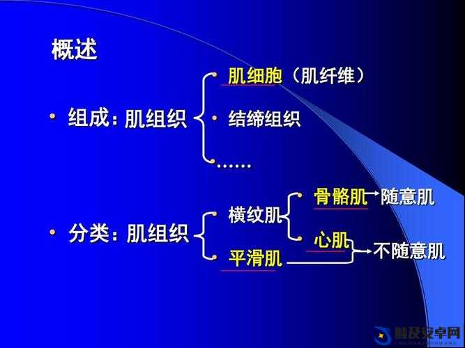 肌肌插肌肌：探索别样的独特体验与感受