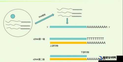 RNA 与 cDNA 杂交的原理及应用探索