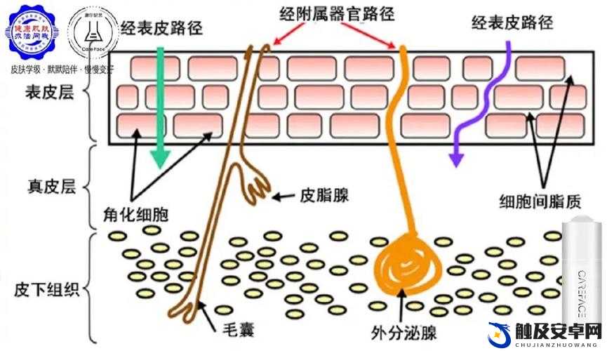 秘密通道如何出去：探寻其通往外界的路径