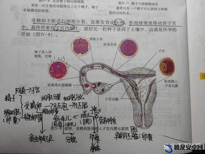 生物课老师以自身为例讲解繁衍过程