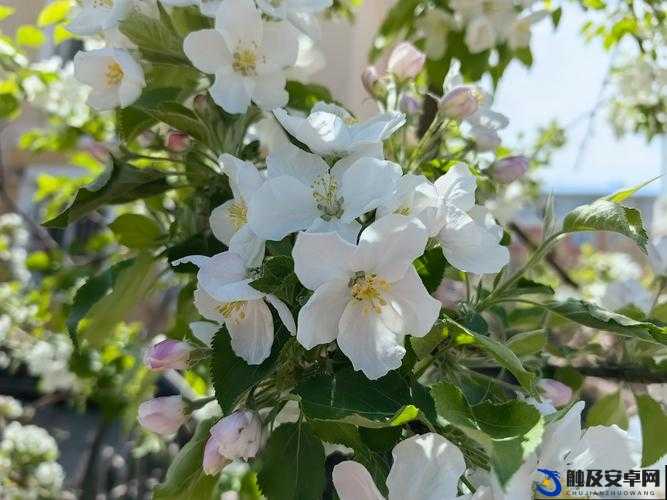 丁香花在线电影电视剧：一场唯美浪漫的视听盛宴