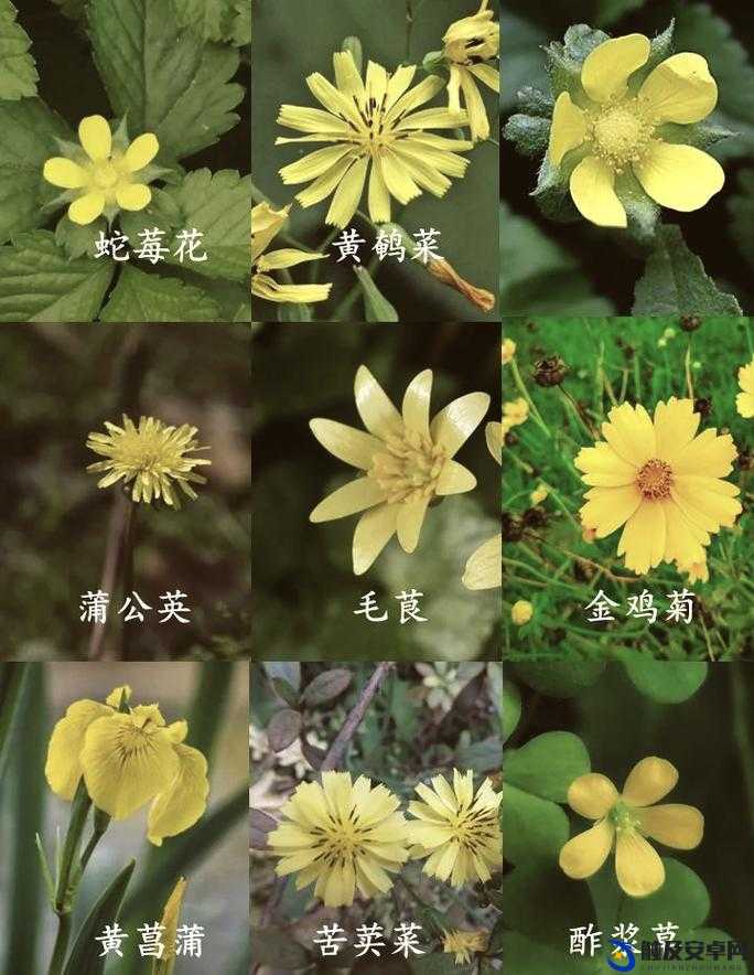 小黄花必看的超精彩网站等你来探索