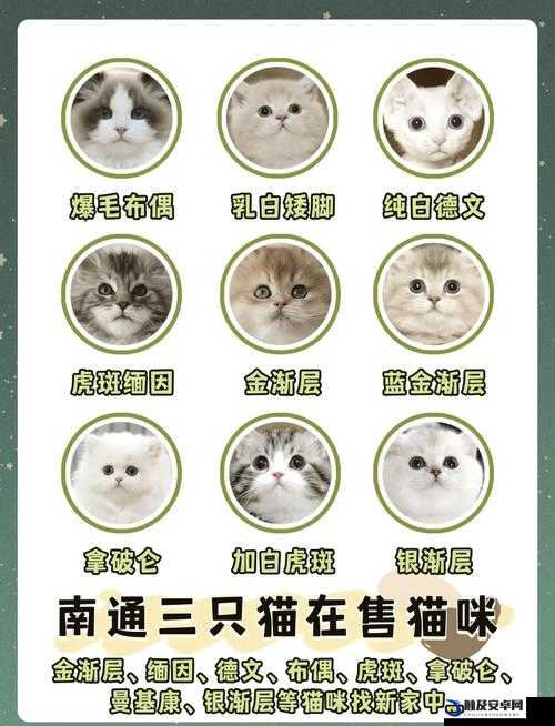 猫咪社交：探索猫咪之间奇妙互动与情感交流的世界