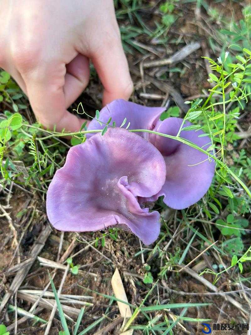 紫黑色蘑菇头顶开花缝：探索神秘菌类的奇妙构造之谜