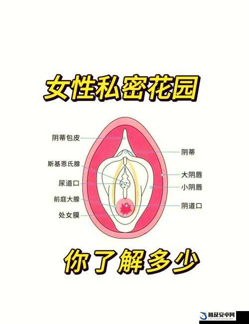 美女扒开尿孔久久久捅爽：探究私密部位的探索之旅