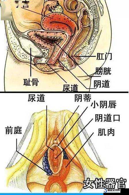 老女人的屄：揭秘女性生殖器官的奥秘