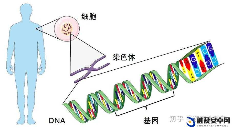 母亲 DNA 和儿子 DNA 一样不：是遗传的奥秘，还是另有隐情？