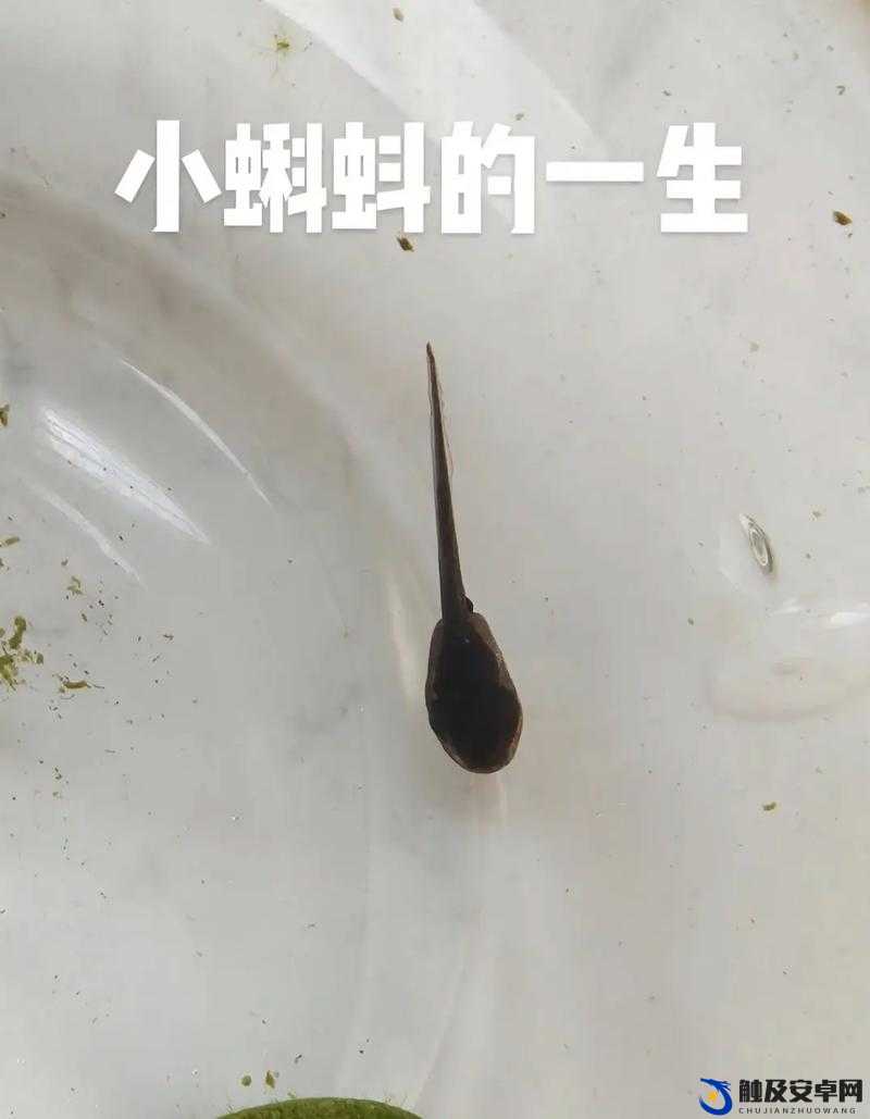 蝌蚪窝自拍：独特视角下的自我展现与记录