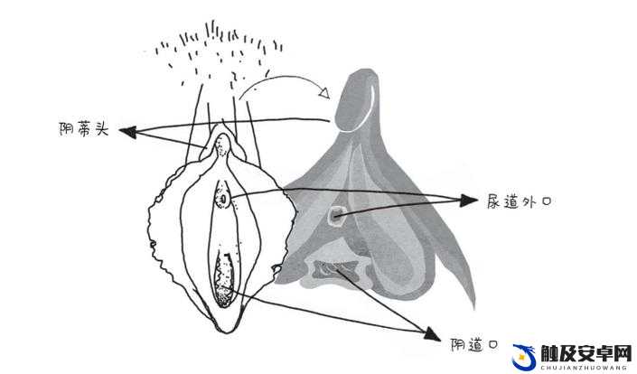 ：揭秘：老女人毛耸耸的惊人秘密