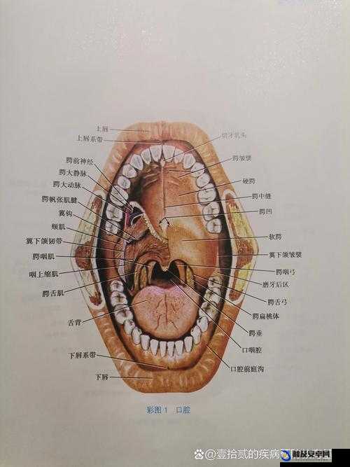 一个上面一个下面嘴巴：探寻独特口腔结构的奥秘